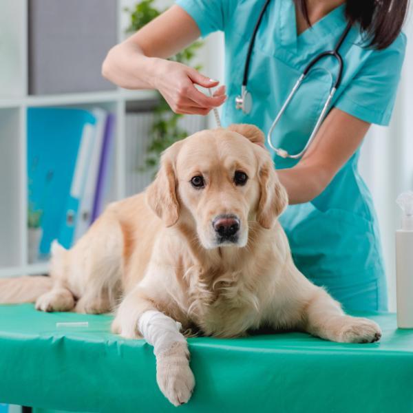 600x600-1500x750-olden-retriever-dog-in-veterinary-clinic